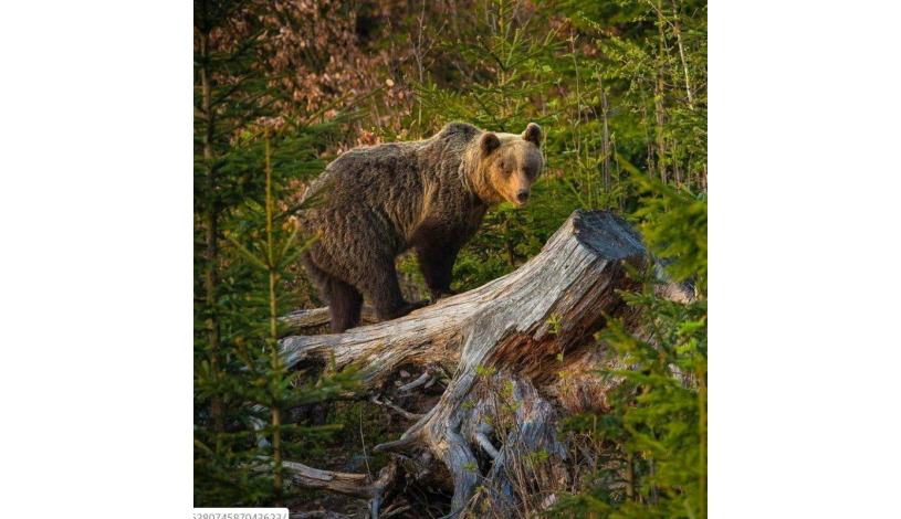 Hotel CROCUS **** Vysoké Tatry